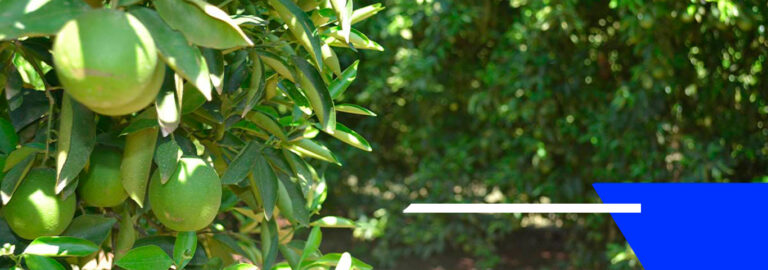 Vockan implementa solução fiscal na Amvac do Brasil